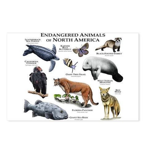 Endangered Species of North America Postcards (Pac by WildlifeArts2