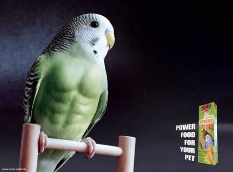 Buff Budgies - Album on Imgur Funny Minion Quotes, Funny Animal Memes, Funny Jokes, Cockatiel ...