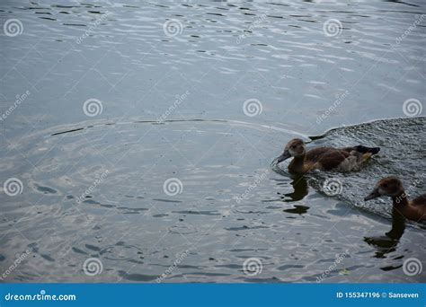 Feeding a Swimming Duck Family on a Pond in Europe Stock Photo - Image of europe, beautiful ...