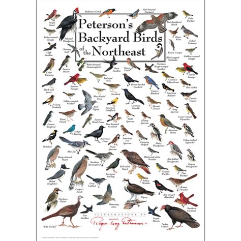 Peterson’s Backyard Birds of the Northeast - Poster - Earth Sky + Water