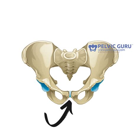 Symphysis Pubis Dysfunction During Pregnancy - Yes Mama Co.