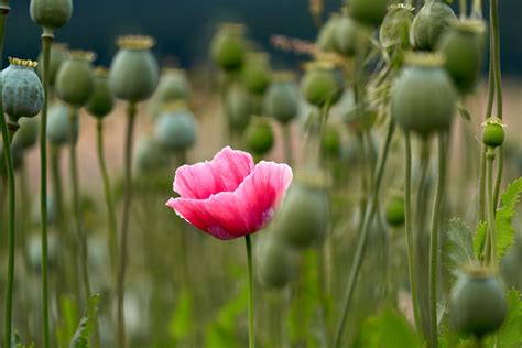 Opium Poppy Pictures | Download Free Images on Unsplash