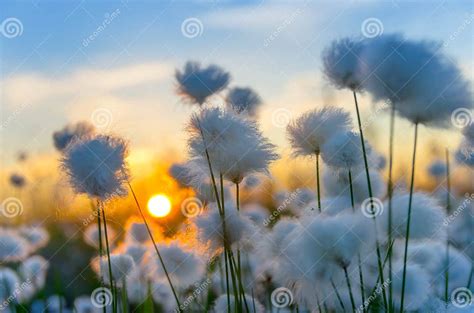 Cotton Grass stock image. Image of light, rays, beautiful - 34776811