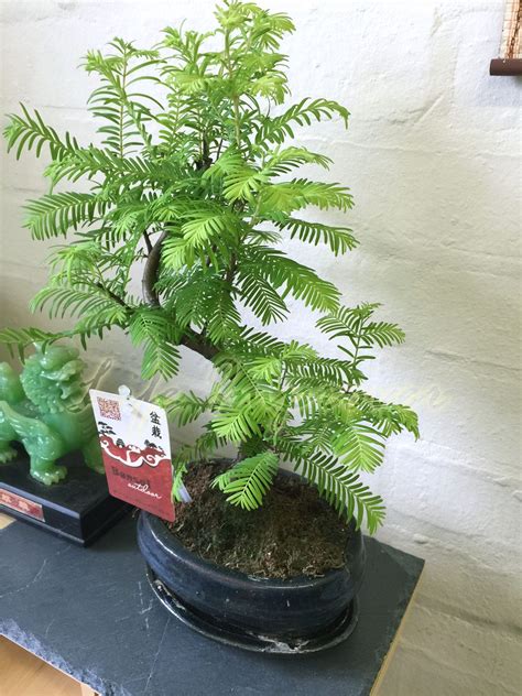 DAWN REDWOOD OUTDOOR BONSAI PLANT @ CERAMIC POT & SAUCER S SHAPE ...