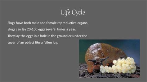 Slugs Life Cycle And Reproduction