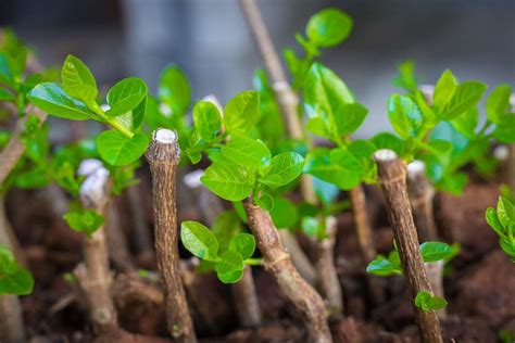 How I Take Hardwood Cuttings in My Garden