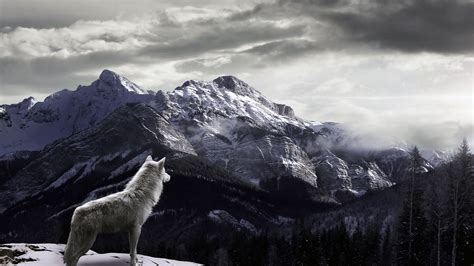 Wolves in Love Wallpapers | Wolf wallpaper, Wallpaper, Wolf love