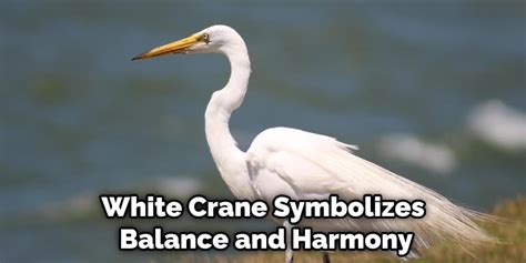 White Crane Symbolism | Detailed Explanation (2022)