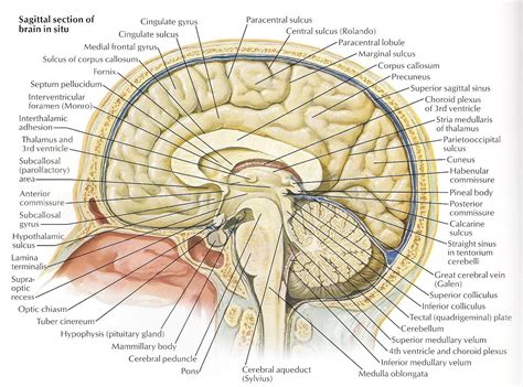 Brain anatomy, Human anatomy chart, Brain diagram