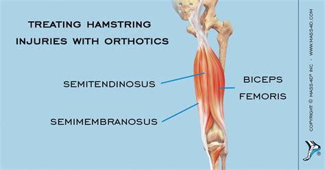 Hamstring Muscle Group Anatomy