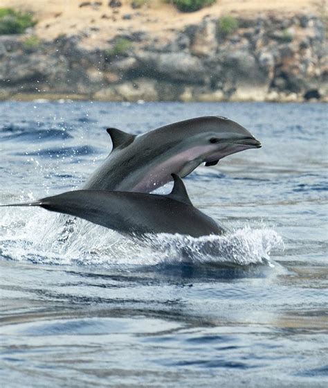 Fraser's Dolphins Photograph by Louise Murray - Fine Art America