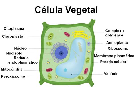 Células vegetais: características, organelas, funções