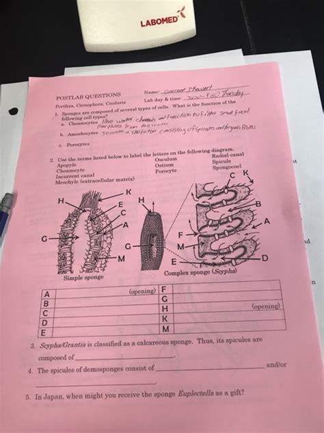 Solved LABOMED POST,LAB QUESTIONS Porifera, Ctesophora, | Chegg.com