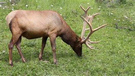 Bull Elk Grazing with Antlers Stock Footage Video (100% Royalty-free ...