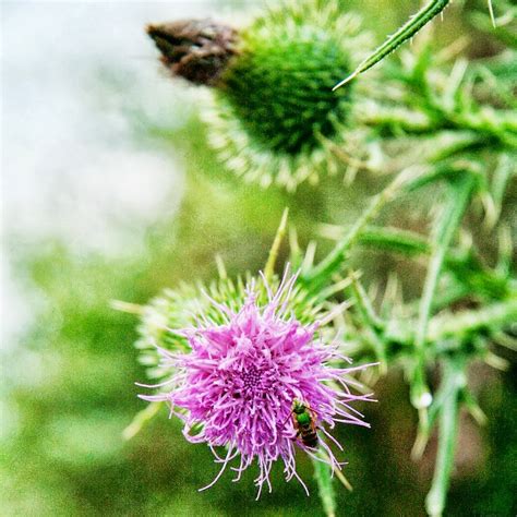 Andrea Deal, Homeopathy: Milk Thistle // Carduus Marianus