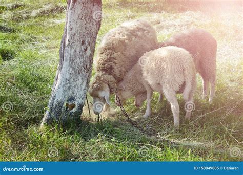 Rural Scene Wtih Three Goats Stock Image - Image of happy, field: 150049805