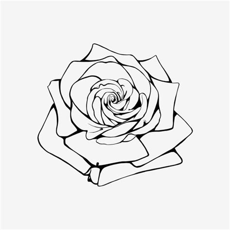 Rose Outline Png Transparent - Marian-What