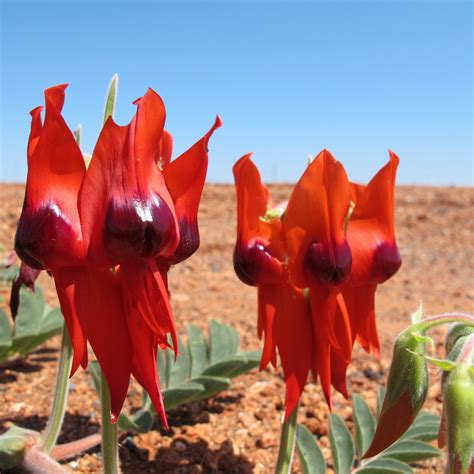 Free Images : flower, petal, tulip, red, flora, wildflowers, flowering ...