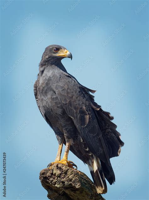 Common Black Hawk - Buteogallus anthracinus a bird of prey in the family Accipitridae Stock ...