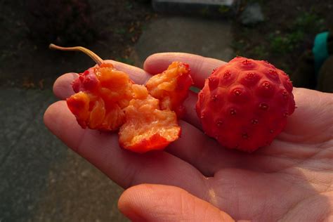 Wild Harvests: Kousa Dogwood, another urban wonder