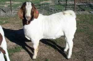 Full Blood Boer Goat Starter Herd (Point, Texas) for Sale in ...