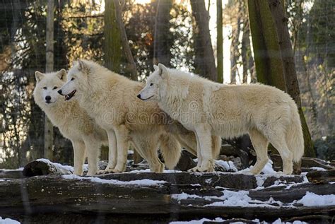 Pack of arctic wolves stock photo. Image of wild, fauna - 181764494