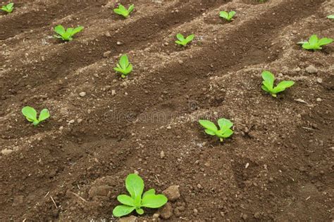 Chinese cabbage seedlings stock image. Image of leaf - 19309411