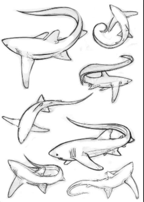 Thresher shark tattoo idea | Shark coloring pages, Shark art, Shark drawing