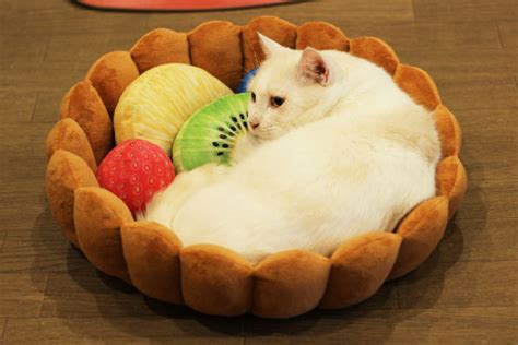 Turn Your Cat Into A Napping Dessert With The Kitty Fruit Tart Bed – grape Japan