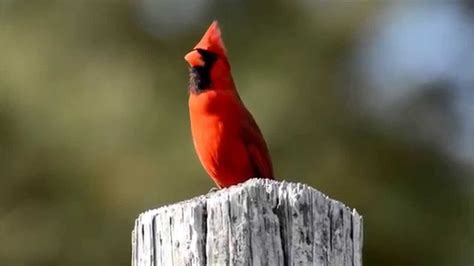 Northern Cardinal singing - YouTube