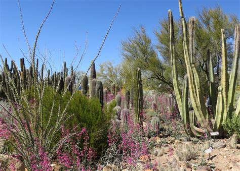 Top 110+ Sonoran desert animals food chain - Merkantilaklubben.org