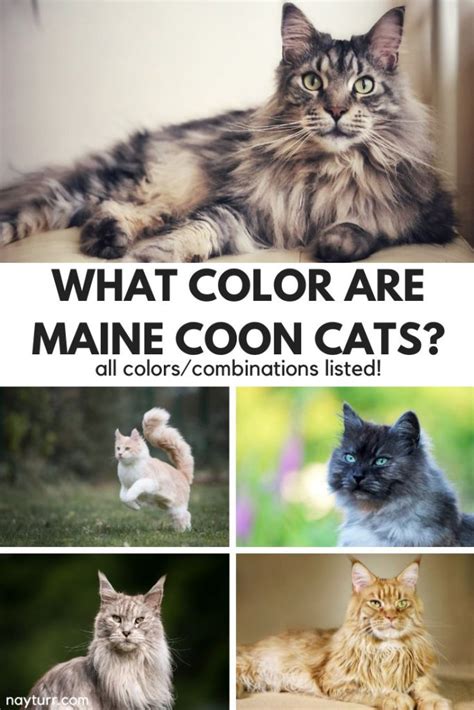 What Color are Maine Coon Cats? All Colors/Combinations Listed! – Nayturr