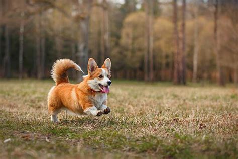 Kinh Nghiệm Chăm Sóc, Mua Bán Chó Corgi - Thucanh.vn - Website chuyên ...