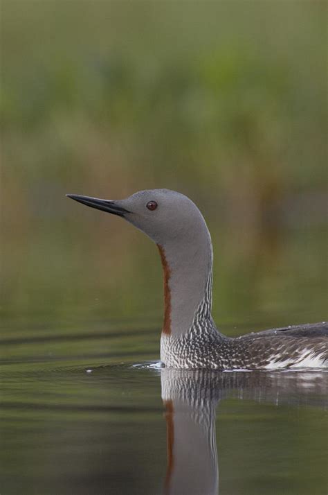 Red-throated Loon In Breeding Plumage Photograph by Michael Quinton ...