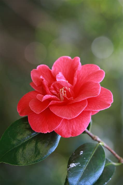Red Rose Flower Free Stock Photo - Public Domain Pictures