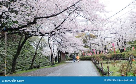 Cherry Blossom in Wakayama Castle Stock Photo - Image of bloom ...