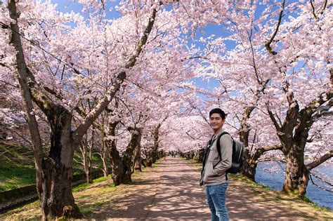 Where to See Beautiful Cherry Blossoms in Japan