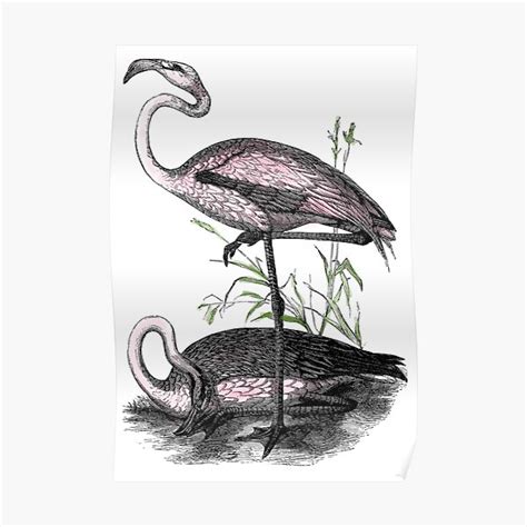 "Vintage illustration pink flamingos" Poster for Sale by artonwear ...