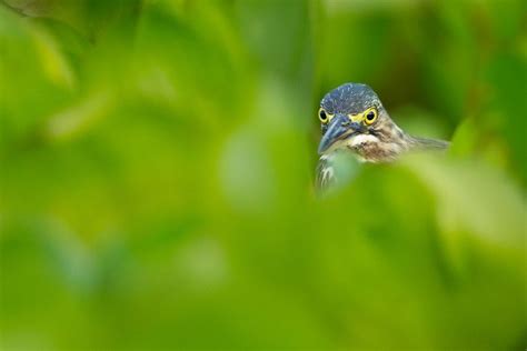 A Wildlife Photography Guide to the Pantanal, Brazil - Nature TTL