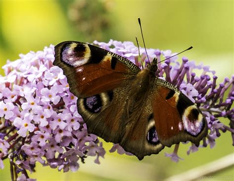 European Peacock Butterfly - Photorasa Free HD Photos