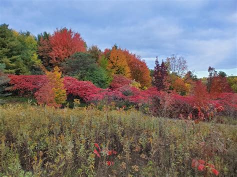 Cool temperatures leading to vibrant fall colours in Ontario: experts ...