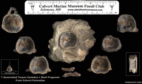 Fossil Vertebrate Identification for Calvert Cliffs of Maryland ...