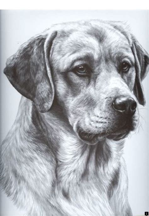 Pin by Asif Athwal17🇵🇰 on The Dogs | Animal drawings, Realistic drawings, Pencil portrait