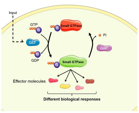 IJMS | Free Full-Text | Small GTPases of the Ras and Rho Families Switch on/off Signaling ...