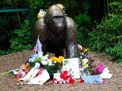 Harambe’s Death Anniversary: He Died 5 Years Ago Today | Heavy.com