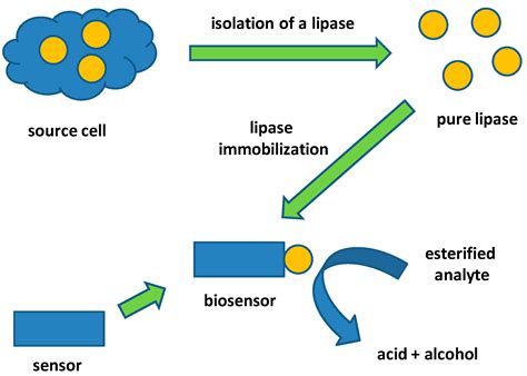 Molecules | Free Full-Text | Biosensors and Bioassays Based on Lipases, Principles and ...