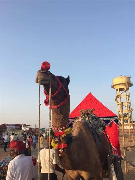 Pushkar Mela, Rajasthan: A Glimpse of Rural India - Unusual Traveler