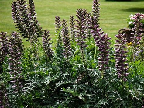 Spiny bear's breech (Acanthus spinosus L.) - growing guides