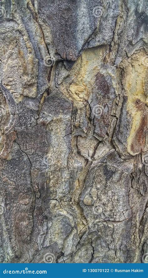 Mahogany tree bark stock photo. Image of bark, texture - 130070122