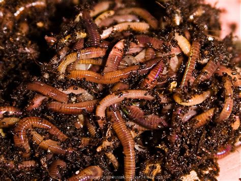 Packaging Size: 5 Kilogram Live Earthworms For Composting ( Eisenia Fetida), For Agriculture, Rs ...